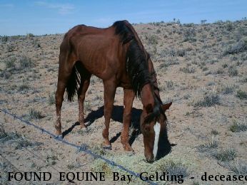 FOUND EQUINE Bay Gelding - deceased, Near Los Lunas, NM, 87031
